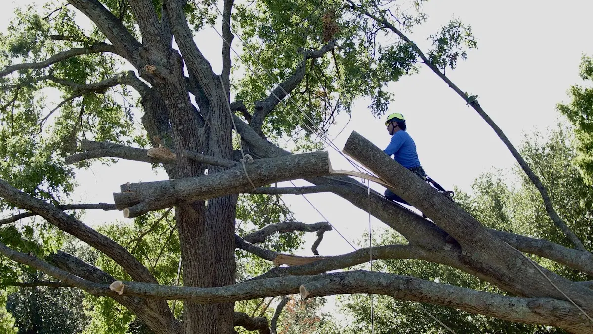 Professional Hazardous Tree Removal performed by certified arborists in Sauk City