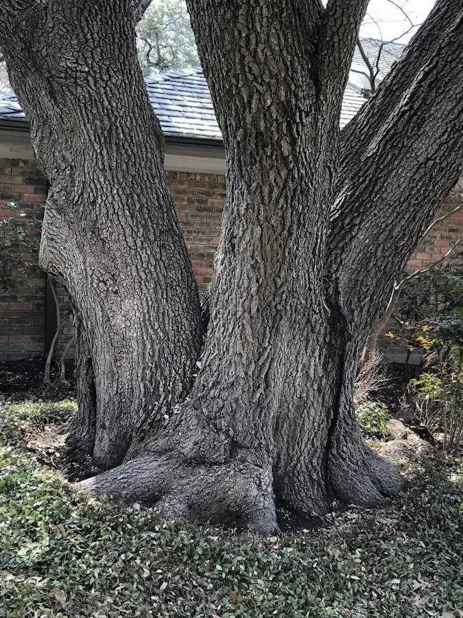 Mature heritage tree close to a Sauk City property cared for by certified arborists